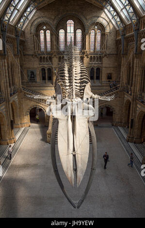 Natural History Museum, London, UK. 13. Juli 2017. Das Naturhistorische Museum präsentiert den neuen Star der seine neu entworfenen Hintze-Halle, Medien am 13. Juli vor der Eröffnung am 14. Juli.  Ein atemberaubende 25,2 Meter echte Blauwal Skelett von der Decke abgehängt steht im Mittelpunkt in der spektakulären Raum, den Besuchern die Möglichkeit, unter größten Kreatur, die jemals gelebt haben. Bildnachweis: Malcolm Park Leitartikel/Alamy Live-Nachrichten Stockfoto