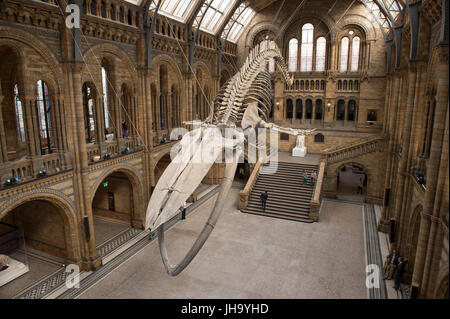 Natural History Museum, London, UK. 13. Juli 2017. Das Naturhistorische Museum präsentiert den neuen Star der seine neu entworfenen Hintze-Halle, Medien am 13. Juli vor der Eröffnung am 14. Juli.  Ein atemberaubende 25,2 Meter echte Blauwal Skelett von der Decke abgehängt steht im Mittelpunkt in der spektakulären Raum, den Besuchern die Möglichkeit, unter größten Kreatur, die jemals gelebt haben. Bildnachweis: Malcolm Park Leitartikel/Alamy Live-Nachrichten Stockfoto