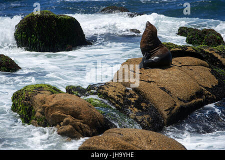 Seelöwen in der Sonne auf einem Felsen; Cabo Polonio, Rocha, Uruguay Stockfoto