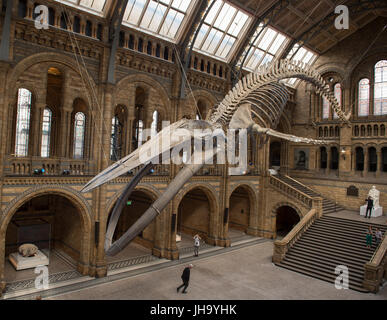 Natural History Museum, London, UK. 13. Juli 2017. Das Naturhistorische Museum präsentiert den neuen Star der seine neu entworfenen Hintze-Halle, Medien am 13. Juli vor der Eröffnung am 14. Juli.  Ein atemberaubende 25,2 Meter echte Blauwal Skelett von der Decke abgehängt steht im Mittelpunkt in der spektakulären Raum, den Besuchern die Möglichkeit, unter größten Kreatur, die jemals gelebt haben. Bildnachweis: Malcolm Park Leitartikel/Alamy Live-Nachrichten Stockfoto