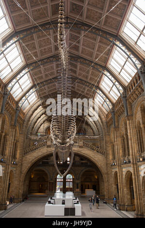 Natural History Museum, London, UK. 13. Juli 2017. Das Naturhistorische Museum präsentiert den neuen Star der seine neu entworfenen Hintze-Halle, Medien am 13. Juli vor der Eröffnung am 14. Juli.  Ein atemberaubende 25,2 Meter echte Blauwal Skelett von der Decke abgehängt steht im Mittelpunkt in der spektakulären Raum, den Besuchern die Möglichkeit, unter größten Kreatur, die jemals gelebt haben. Bildnachweis: Malcolm Park Leitartikel/Alamy Live-Nachrichten Stockfoto