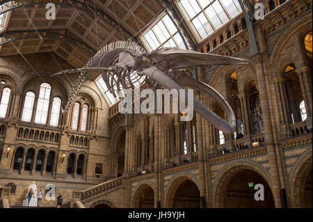 Natural History Museum, London, UK. 13. Juli 2017. Das Naturhistorische Museum präsentiert den neuen Star der seine neu entworfenen Hintze-Halle, Medien am 13. Juli vor der Eröffnung am 14. Juli.  Ein atemberaubende 25,2 Meter echte Blauwal Skelett von der Decke abgehängt steht im Mittelpunkt in der spektakulären Raum, den Besuchern die Möglichkeit, unter größten Kreatur, die jemals gelebt haben. Bildnachweis: Malcolm Park Leitartikel/Alamy Live-Nachrichten Stockfoto