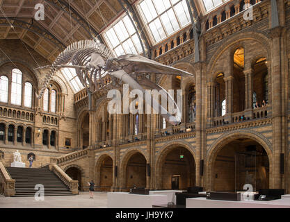 Natural History Museum, London, UK. 13. Juli 2017. Das Naturhistorische Museum präsentiert den neuen Star der seine neu entworfenen Hintze-Halle, Medien am 13. Juli vor der Eröffnung am 14. Juli.  Ein atemberaubende 25,2 Meter echte Blauwal Skelett von der Decke abgehängt steht im Mittelpunkt in der spektakulären Raum, den Besuchern die Möglichkeit, unter größten Kreatur, die jemals gelebt haben. Bildnachweis: Malcolm Park Leitartikel/Alamy Live-Nachrichten Stockfoto