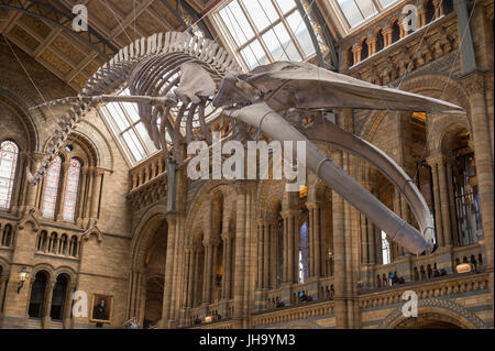 Natural History Museum, London, UK. 13. Juli 2017. Das Naturhistorische Museum präsentiert den neuen Star der seine neu entworfenen Hintze-Halle, Medien am 13. Juli vor der Eröffnung am 14. Juli.  Ein atemberaubende 25,2 Meter echte Blauwal Skelett von der Decke abgehängt steht im Mittelpunkt in der spektakulären Raum, den Besuchern die Möglichkeit, unter größten Kreatur, die jemals gelebt haben. Bildnachweis: Malcolm Park Leitartikel/Alamy Live-Nachrichten Stockfoto