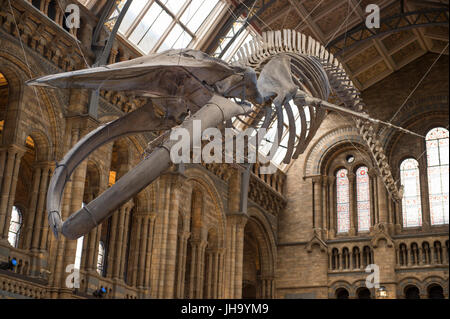 Natural History Museum, London, UK. 13. Juli 2017. Das Naturhistorische Museum präsentiert den neuen Star der seine neu entworfenen Hintze-Halle, Medien am 13. Juli vor der Eröffnung am 14. Juli.  Ein atemberaubende 25,2 Meter echte Blauwal Skelett von der Decke abgehängt steht im Mittelpunkt in der spektakulären Raum, den Besuchern die Möglichkeit, unter größten Kreatur, die jemals gelebt haben. Bildnachweis: Malcolm Park Leitartikel/Alamy Live-Nachrichten Stockfoto
