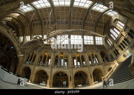 Natural History Museum, London, UK. 13. Juli 2017. Das Naturhistorische Museum präsentiert den neuen Star der seine neu entworfenen Hintze-Halle, Medien am 13. Juli vor der Eröffnung am 14. Juli.  Ein atemberaubende 25,2 Meter echte Blauwal Skelett von der Decke abgehängt steht im Mittelpunkt in der spektakulären Raum, den Besuchern die Möglichkeit, unter größten Kreatur, die jemals gelebt haben. Bildnachweis: Malcolm Park Leitartikel/Alamy Live-Nachrichten Stockfoto