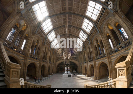 Natural History Museum, London, UK. 13. Juli 2017. Das Naturhistorische Museum präsentiert den neuen Star der seine neu entworfenen Hintze-Halle, Medien am 13. Juli vor der Eröffnung am 14. Juli.  Ein atemberaubende 25,2 Meter echte Blauwal Skelett von der Decke abgehängt steht im Mittelpunkt in der spektakulären Raum, den Besuchern die Möglichkeit, unter größten Kreatur, die jemals gelebt haben. Bildnachweis: Malcolm Park Leitartikel/Alamy Live-Nachrichten Stockfoto