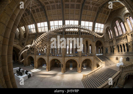 Natural History Museum, London, UK. 13. Juli 2017. Das Naturhistorische Museum präsentiert den neuen Star der seine neu entworfenen Hintze-Halle, Medien am 13. Juli vor der Eröffnung am 14. Juli.  Ein atemberaubende 25,2 Meter echte Blauwal Skelett von der Decke abgehängt steht im Mittelpunkt in der spektakulären Raum, den Besuchern die Möglichkeit, unter größten Kreatur, die jemals gelebt haben. Bildnachweis: Malcolm Park Leitartikel/Alamy Live-Nachrichten Stockfoto