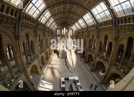 Natural History Museum, London, UK. 13. Juli 2017. Das Naturhistorische Museum präsentiert den neuen Star der seine neu entworfenen Hintze-Halle, Medien am 13. Juli vor der Eröffnung am 14. Juli.  Ein atemberaubende 25,2 Meter echte Blauwal Skelett von der Decke abgehängt steht im Mittelpunkt in der spektakulären Raum, den Besuchern die Möglichkeit, unter größten Kreatur, die jemals gelebt haben. Bildnachweis: Malcolm Park Leitartikel/Alamy Live-Nachrichten Stockfoto