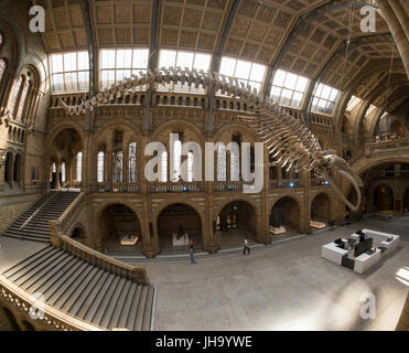 Natural History Museum, London, UK. 13. Juli 2017. Das Naturhistorische Museum präsentiert den neuen Star der seine neu entworfenen Hintze-Halle, Medien am 13. Juli vor der Eröffnung am 14. Juli.  Ein atemberaubende 25,2 Meter echte Blauwal Skelett von der Decke abgehängt steht im Mittelpunkt in der spektakulären Raum, den Besuchern die Möglichkeit, unter größten Kreatur, die jemals gelebt haben. Bildnachweis: Malcolm Park Leitartikel/Alamy Live-Nachrichten Stockfoto