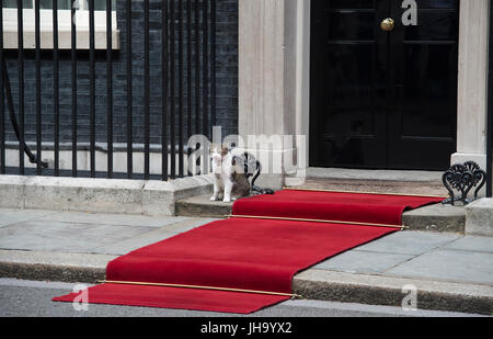 Downing Street, London, UK. 13. Juli 2017. Der Premierminister, Theresa May, begrüßt seine Majestät König Felipe VI von Spanien zur Downing Street. Larry sitzt durch den roten Teppich vor der Haustür von Nr. 10. Bildnachweis: Malcolm Park / Alamy Live News. Stockfoto