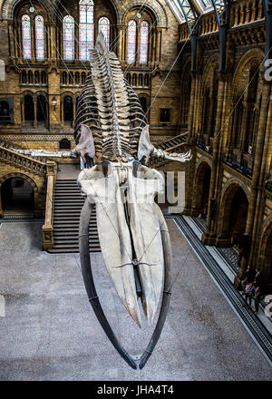 Hoffe, Blauwal, Natural History Museum Stockfoto