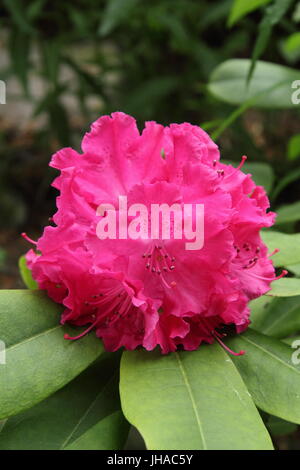 Rhododendron "Germania" in voller Blüte an der Grenze von einem englischen Wald Garten Ende Mai, UK Stockfoto