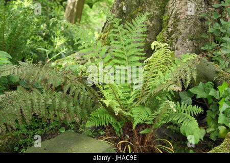 Dryopteris "Wallichana" Farn, der die leichte Waldfläche eines englischen Gartens, England, Großbritannien, anwächst Stockfoto