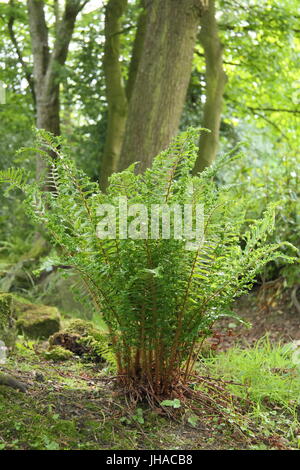 Dryopteris Affinis 'Cristata', oft als König der englischen Farne, in das Waldgebiet von einem englischen Garten Ende Mai, UK Stockfoto