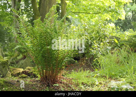 Dryopteris Affinis 'Cristata', oft als König der englischen Farne, in das Waldgebiet von einem englischen Garten Ende Mai, UK Stockfoto