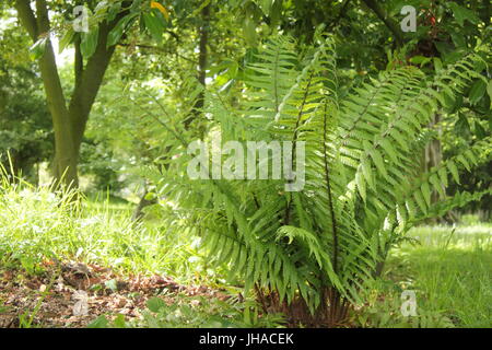 Dryopteris "Wallichana" Farn, der die leichte Waldfläche eines englischen Gartens, England, Großbritannien, anwächst Stockfoto