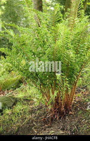 Dryopteris Affinis 'Cristata', oft als König der englischen Farne, in das Waldgebiet von einem englischen Garten Ende Mai, UK Stockfoto