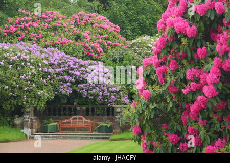 Herrliche Reife Rhododendron Pflanzen in voller Blüte in den angelegten Gärten der Wortley Hall, Sheffield, South Yorkshire, England, UK Stockfoto