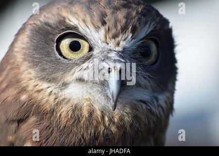 Eine Morepork Eule aus Tanne Baum Falknerei auf dem Display an Banbury Canal Day 2015 Stockfoto