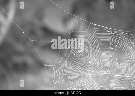 Ein Spinnennetz im hinteren Garten, beleuchtet durch die frühe Morgensonne - mit Platz für Text Stockfoto