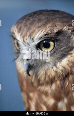 Eine Morepork Eule aus Tanne Baum Falknerei auf dem Display an Banbury Canal Day 2015 Stockfoto