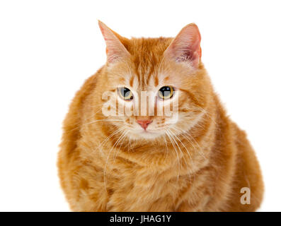 Ausgewachsene rote Katze mit Overweigh isoliert auf weißem Hintergrund Stockfoto