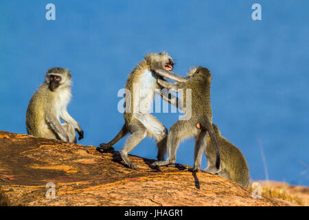 Vervet Affen im Krüger-Nationalpark, Südafrika; Specie Chlorocebus Pygerythrus Familie Cercopithecidae Stockfoto