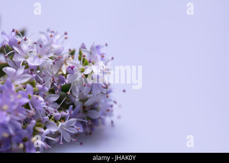 Veronica - Hebe Stockfoto