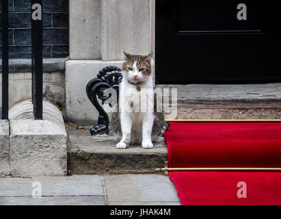 Larry, chief Mouser an den Fiskus sitzt neben dem roten Teppich bei Nummer 10 Downing street Stockfoto