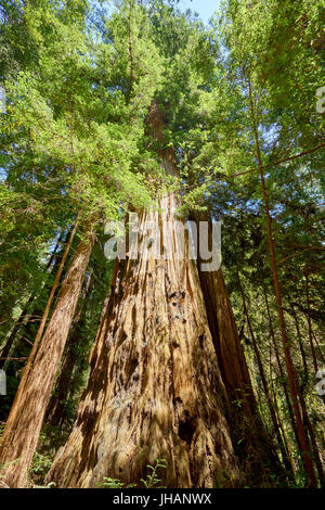 Riesige riesige Redwood-Baum unter den Wald Stockfoto