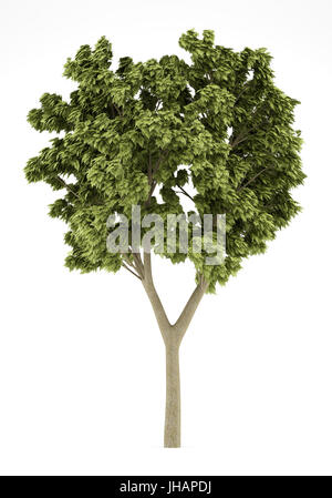 weiße Asche Baum isoliert auf weißem Hintergrund. 3D illustration Stockfoto