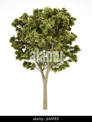 weiße Asche Baum isoliert auf weißem Hintergrund. 3D illustration Stockfoto