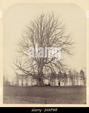 James Sinclair, 14. Graf von Caithness (Britisch - große Buche auf Manor Hill- Stockfoto