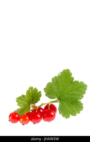 Rote Johannisbeere hautnah isoliert auf weiss. Stockfoto