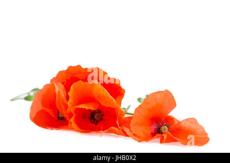 Bouquet von roten Mohnblumen s liegen auf dem weißen Hintergrund Stockfoto