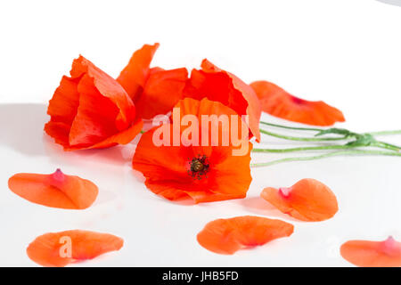 Rote Mohnblumen und Petalss liegen auf dem weißen Tisch Stockfoto