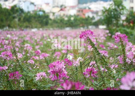 Erstaunlichen Blüten in der Natur in Dalat, Vietnam. Stockfoto