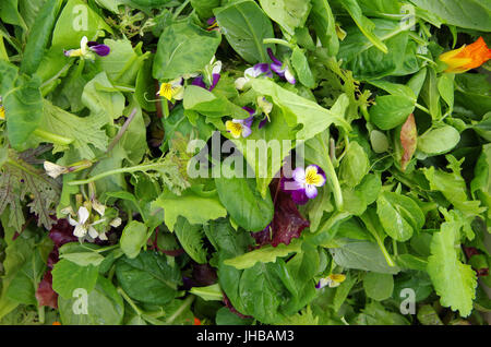 Mesclun Blattsalate mit essbaren Blüten Stockfoto