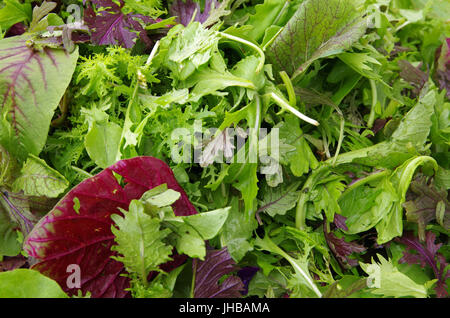 Gemischter Salat roh Blatt Feld Grüns closeup Stockfoto