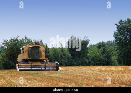 Mähdrescher Dreschmaschine im Weizenfeld Stockfoto
