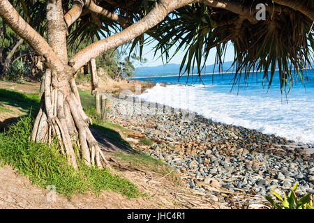 Schraube Kiefer, Pandanus Tectorius auf wenig Wategos Beach, Byron Bay, New South Wales, Australien Stockfoto