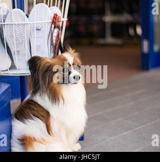 Hund, die geduldig darauf warten die Besitzer in der Nähe shop Stockfoto