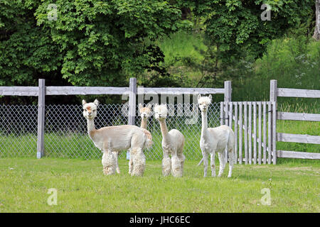 Gruppe von vier weißen Alpakas geschoren stehen und blickte auf der grünen Wiese in Finnland. Stockfoto