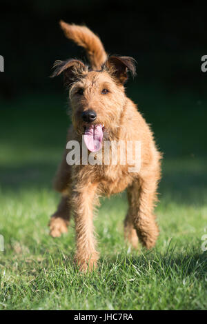 Erwachsene weibliche Irish Terrier läuft auf Kamera Stockfoto