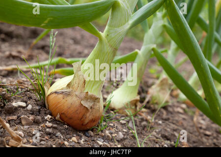 Nach Hause angebauten Zwiebeln, Berkshire, England, Vereinigtes Königreich, Europa Stockfoto