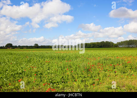 ein grüner Zuckerrüben-Feld mit roten Mohnblumen, Bäume und Hecken unter einem blauen Sommerhimmel in yorkshire Stockfoto