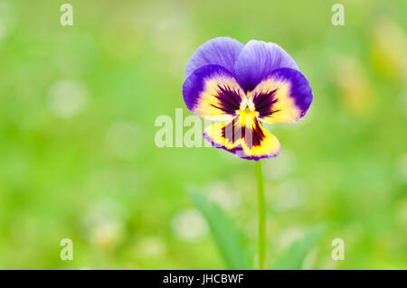 Makro-Bild des einzigen dreifarbige violette Blume im grünen Feld stehen, im Frühjahr Stockfoto