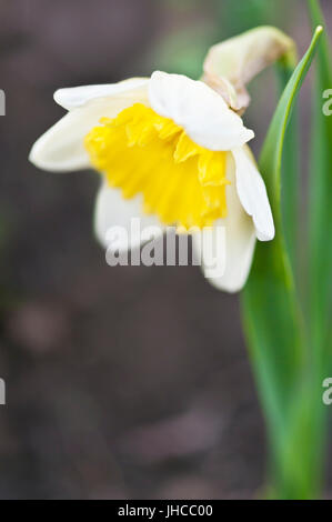 im Frühjahr blühenden Narzissen closeup Stockfoto