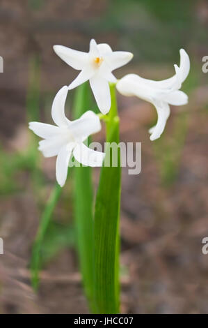 weiße Hyazinthe blüht im Frühjahr Stockfoto